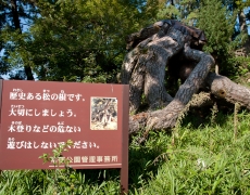 27051.jpg