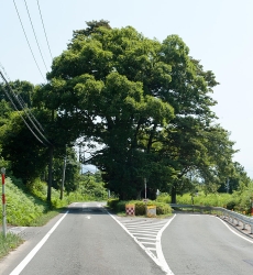 803027.jpg