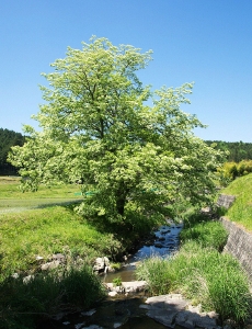 517024.jpg