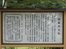622202.jpg