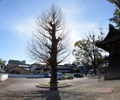 _04D5354.JPG