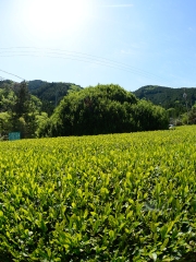 _06D5454.JPG