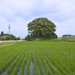 5852.tif