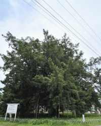 -0001630.jpg